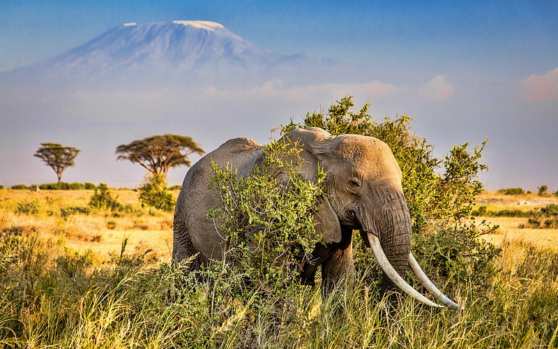 elephant, savannah, wildlife, african elephant, elephants, Africa, Elephantidae, HD wallpaper