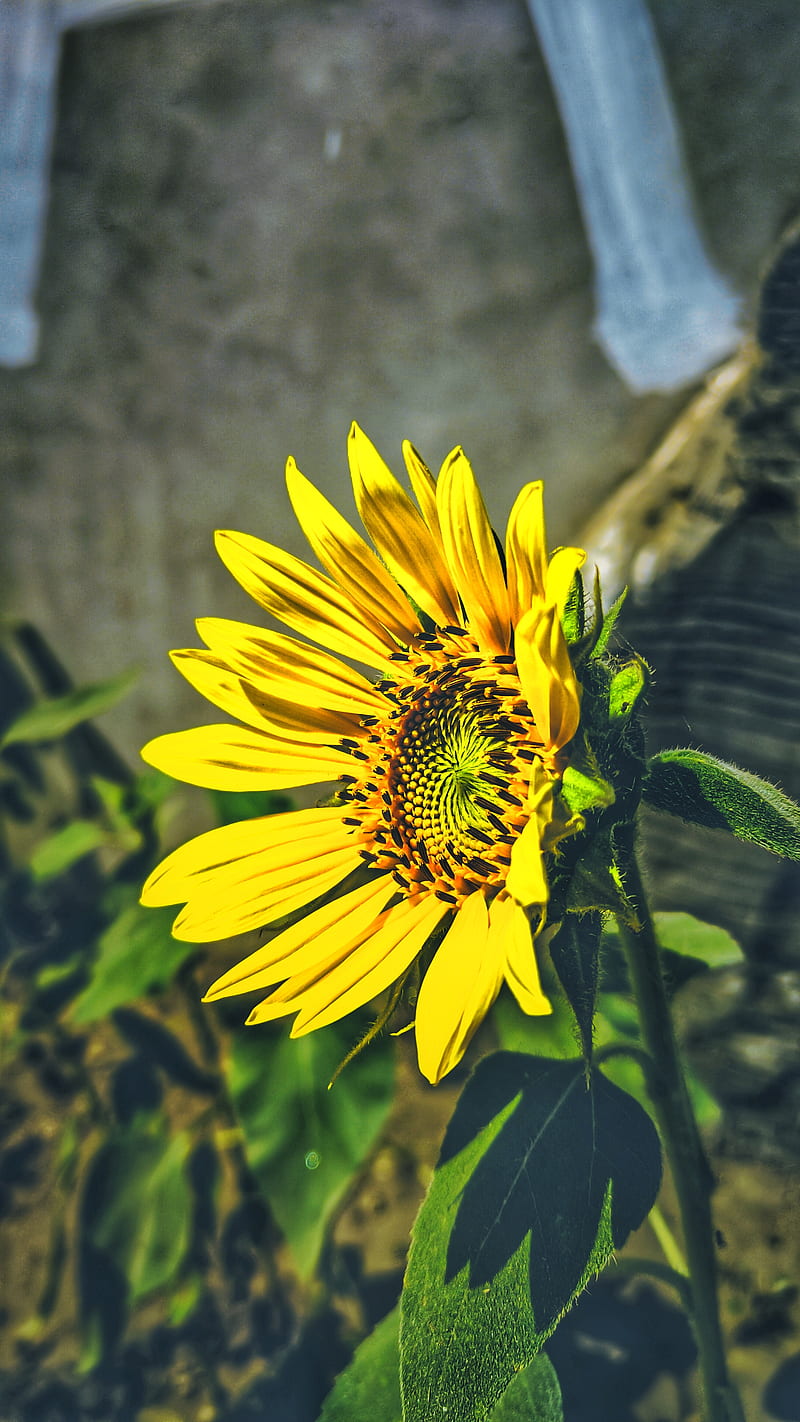 Poco f3, sunflower, sunflowers, HD phone wallpaper