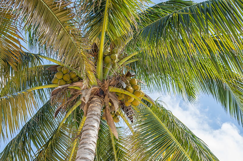 Palm trees, leaves. coconuts, tropics, HD wallpaper | Peakpx