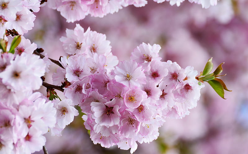 Japanese Cherry Blossom Ultra, Seasons, Spring, Nature, Flowers, Blooming, Blossom, Bloom, Closeup, Springtime, Twig, cherryblossom, treebranch, HD wallpaper