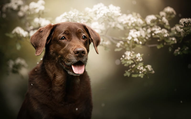 Chesapeake Bay Retriever, flowers, dogs, brown dog, bokes, pets, cute animals, Chesapeake Bay Retriever Dog, HD wallpaper