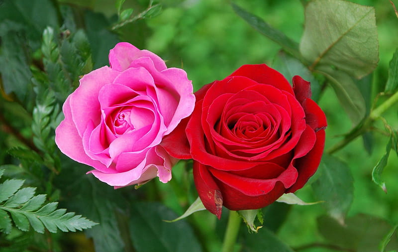 Roses, red, pretty, colorful, bonito, leaves, nice, two, flowers, tender, pink, lovely, greenery, park, delicate, garden, petals, twol pink, HD wallpaper