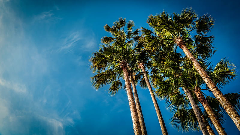 palm, bottom view, beach, sky, HD wallpaper