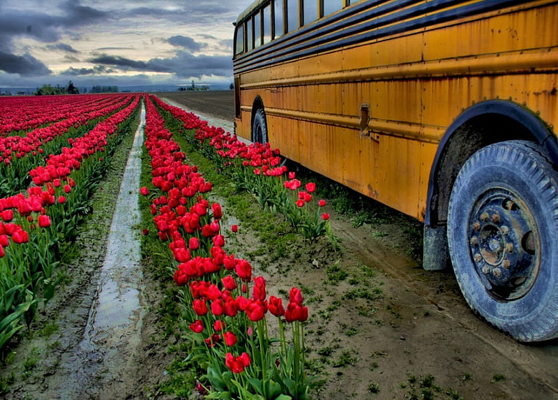 tulips, red, flowers, nature, bus, HD wallpaper