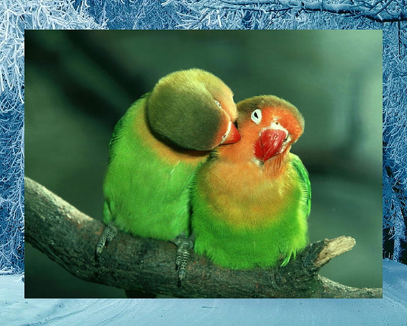 A peck on the neck, birds, flirting, HD wallpaper