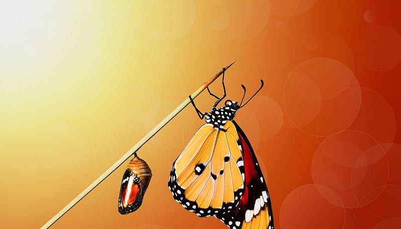 Family, orange, butterfly, mustafa ozturk, black, insect, HD wallpaper