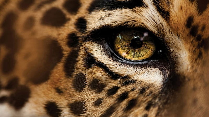 HD leopard close-up wallpapers | Peakpx