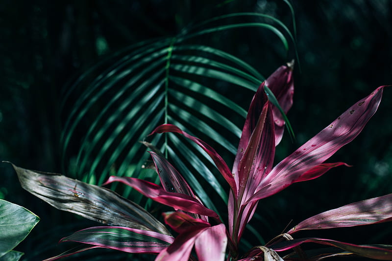 tropical leaves, exotic, water drops, Nature, HD wallpaper