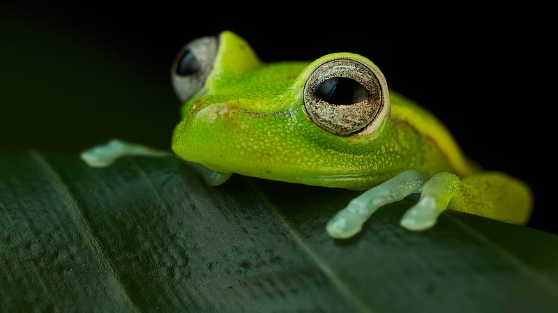 Frog, broasca, green, hypsiboas punctata, amphibian, polk a dot treefrog, animal, leaf, HD wallpaper