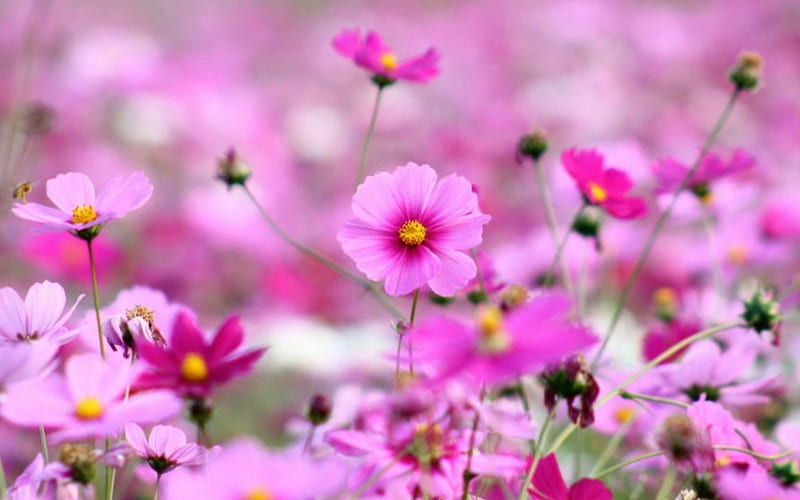 Pink petals, flowers, petals, small, pink, HD wallpaper