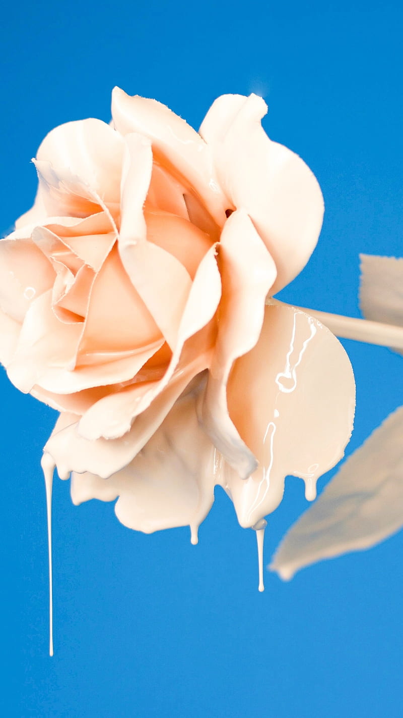 Rosa líquida, flor, crema, , de bloqueo, Fondo de pantalla de teléfono HD |  Peakpx