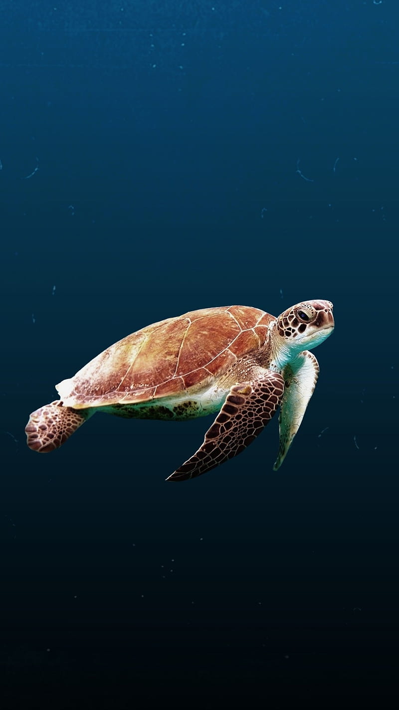 Sea turtle , reptile, dark, aquatic, HD phone wallpaper