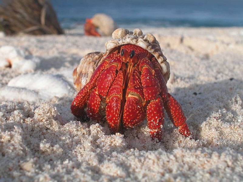 / crab hermit macro sand beach wildlife crustacean, HD wallpaper