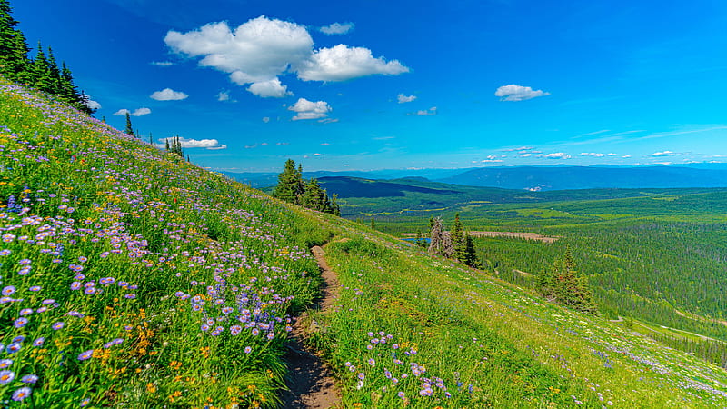 Mountain Pathway Between Grass Field And Flowers In Background Of Blue Sky And Clouds Nature, HD wallpaper