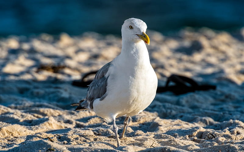 seagull beach bird-Animal, HD wallpaper