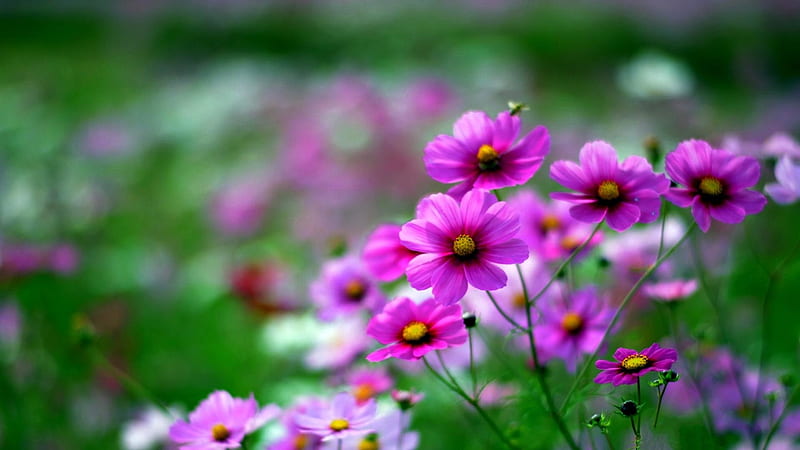 Purple Cosmos, Purple, flowers, nature, Cosmos, HD wallpaper | Peakpx