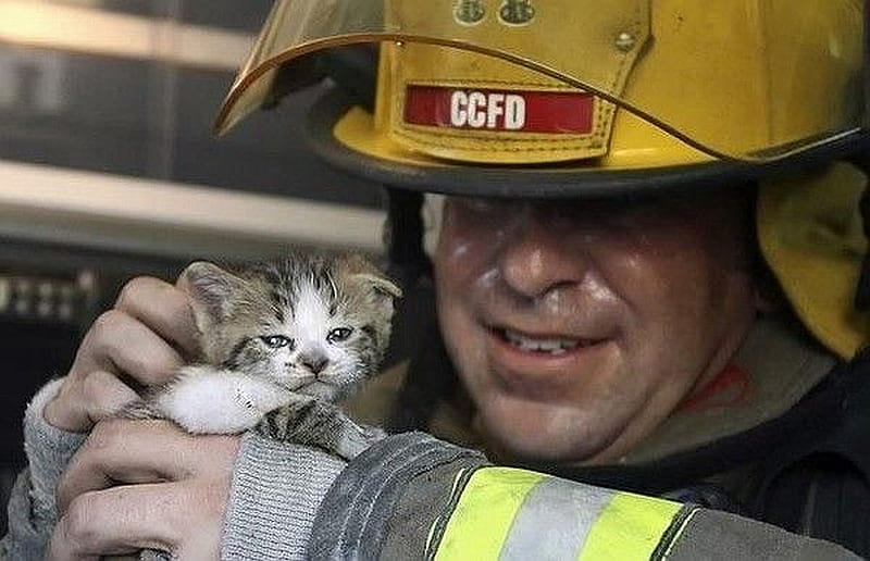 Saved Me!, graphy, kittens, firemen, cats, animals, HD wallpaper