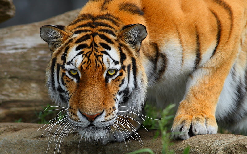 In Ambush, big, carnivore, tiger, cats, ambush, animals, HD wallpaper