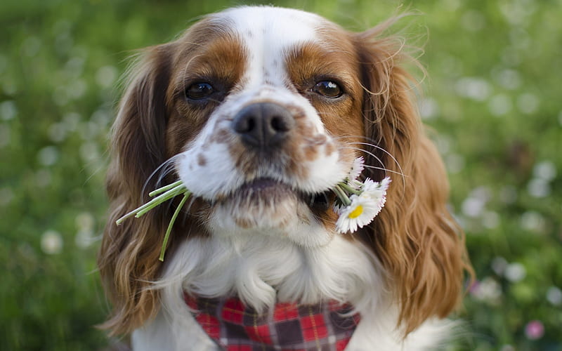 Cavalier King Charles Spaniel, chamomile, pets, dogs, close-up, cute animals, Cavalier King Charles Spaniel Dog, HD wallpaper