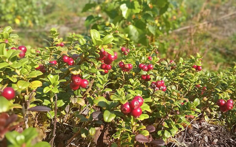 Red Bilberries, Latvia, nature, berries, HD wallpaper