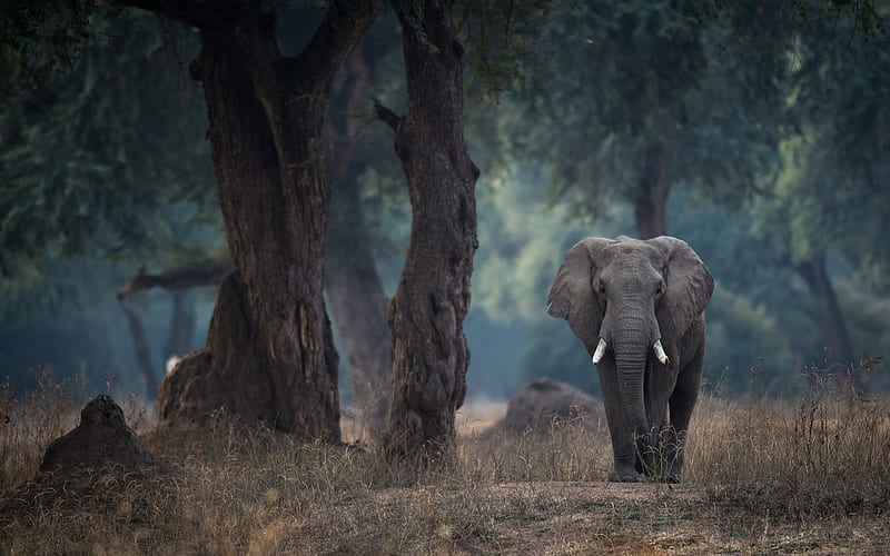African elephant, forest, wildlife, elephants, wild animals, gray elephant,  Zimbabwe, HD wallpaper | Peakpx