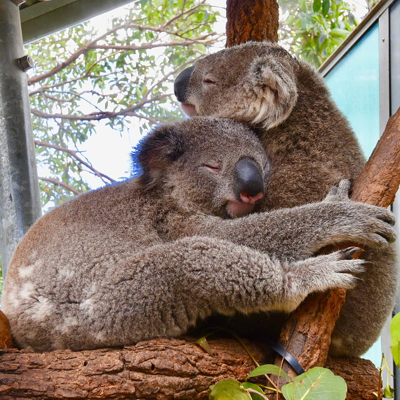 two koala bears cuddling on tree, HD phone wallpaper