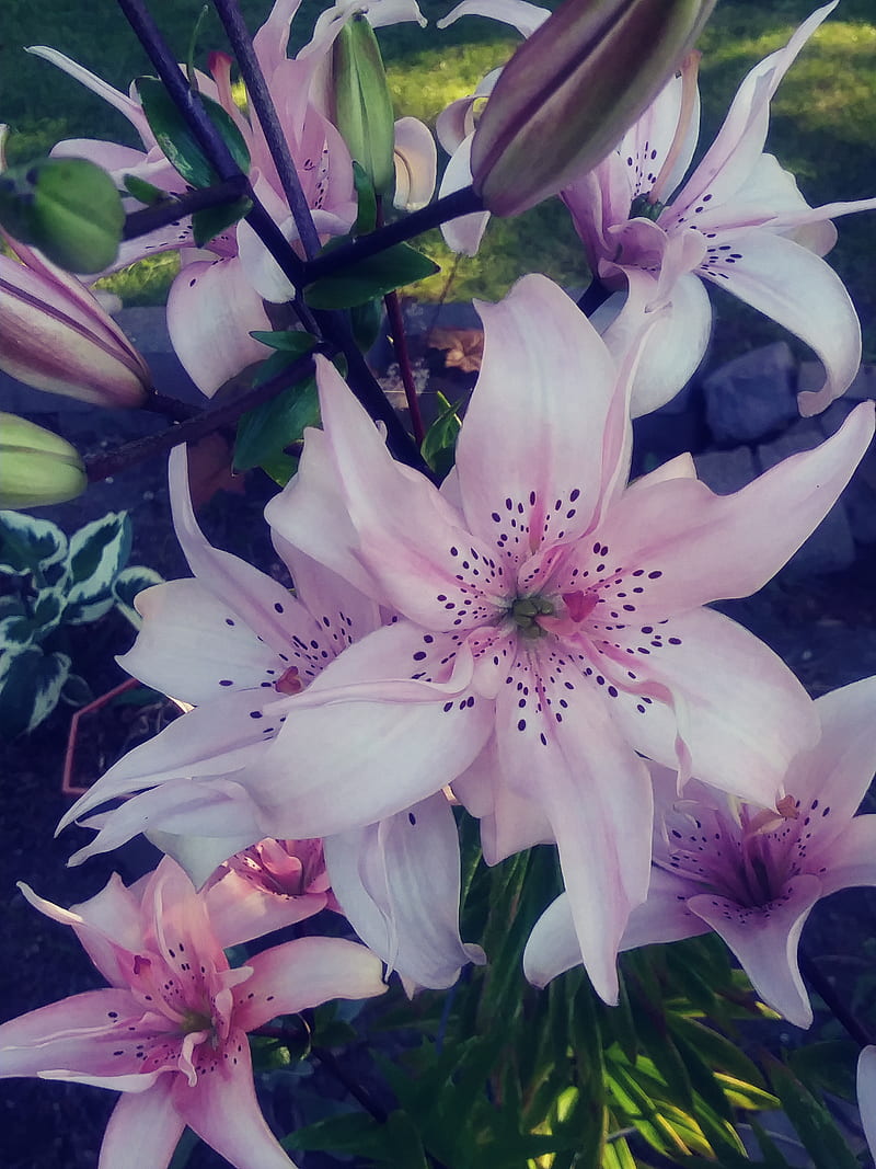 Stargazer lily, flowers, lilly, HD phone wallpaper