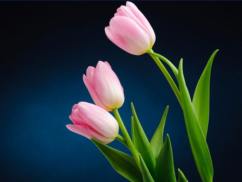 Pink Tulips. jpg, three, tulips, pink, trio, HD wallpaper