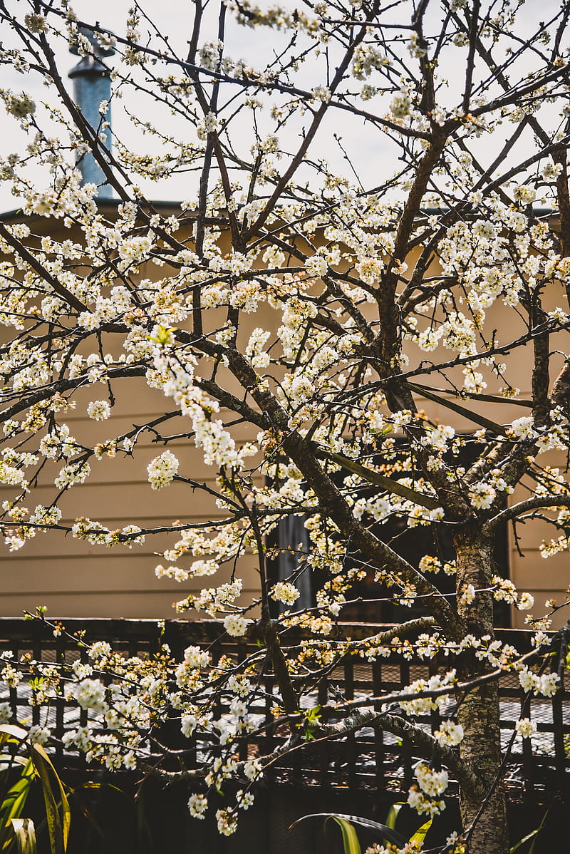 White Cherry Blossom Tree During Daytime HD Phone Wallpaper Peakpx