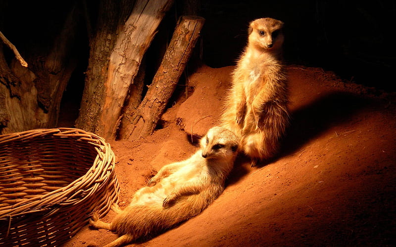 meerkat-wild animal, HD wallpaper