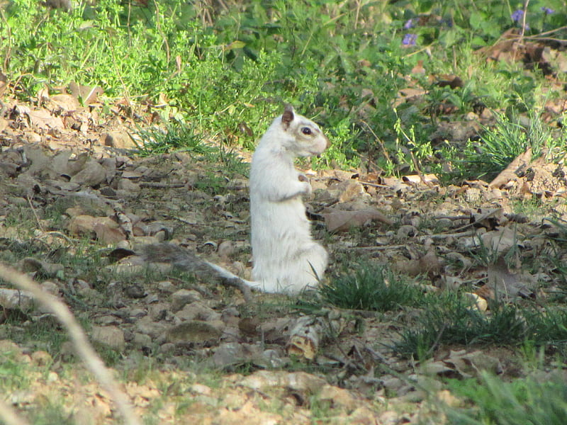Bianca the White Squirrel on her haunches, White squirrel, sitting, Bianca, haunches, HD wallpaper