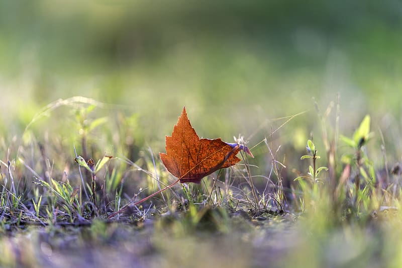 Leaf, grass, macro, autumn, blur, HD wallpaper | Peakpx