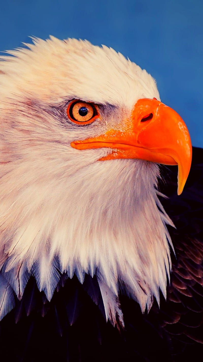 eagle, besiktas, birds, falcon, flag, orange, pets, prey, white, HD phone wallpaper