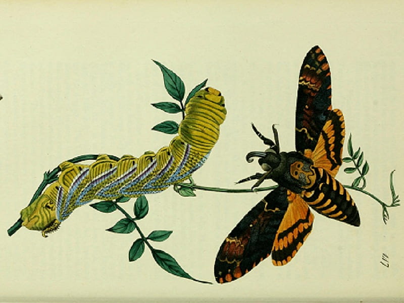 Deaths Head, moth, caterpillar, insect, HD wallpaper