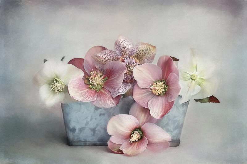 Anemones, blue, anemone, still life, vase, flower, pink, white, HD wallpaper