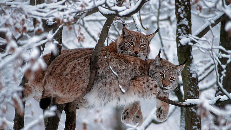 #snow, #mammals, #trees, #animals, #Bobcat - Rare Gallery, Lynx Snow, HD wallpaper