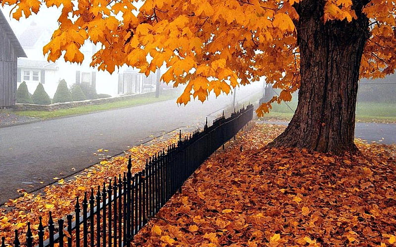 Autumn Leaves, Oak tree, Leaves, Fog, Autumn, HD wallpaper