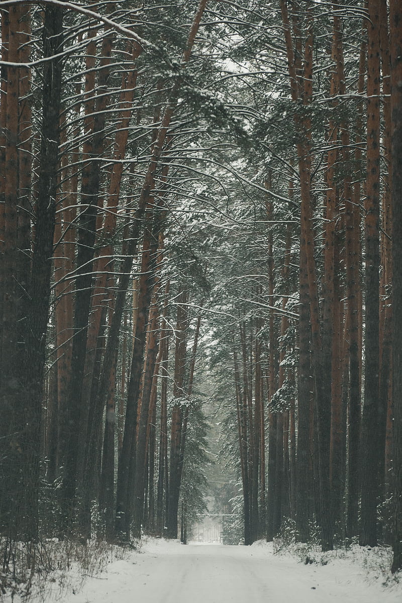 Bare trees covered with snow, HD phone wallpaper | Peakpx