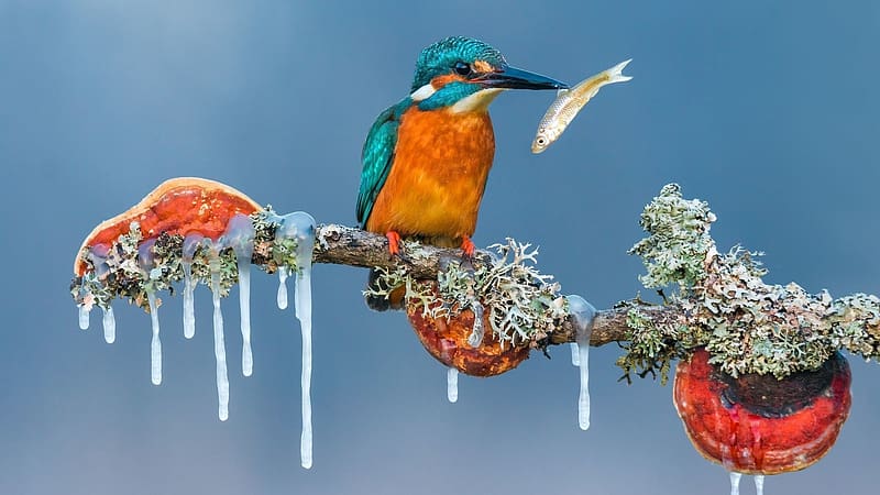 Kingfisher in Winter, colors, branch, fish, ice, HD wallpaper