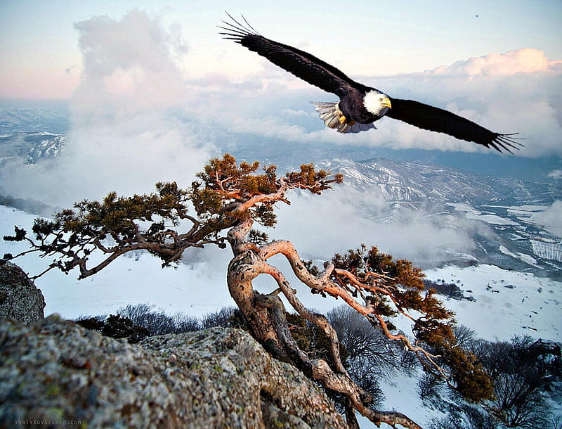 The Eagles Domain, eagle, tree, bald, mountains, HD wallpaper