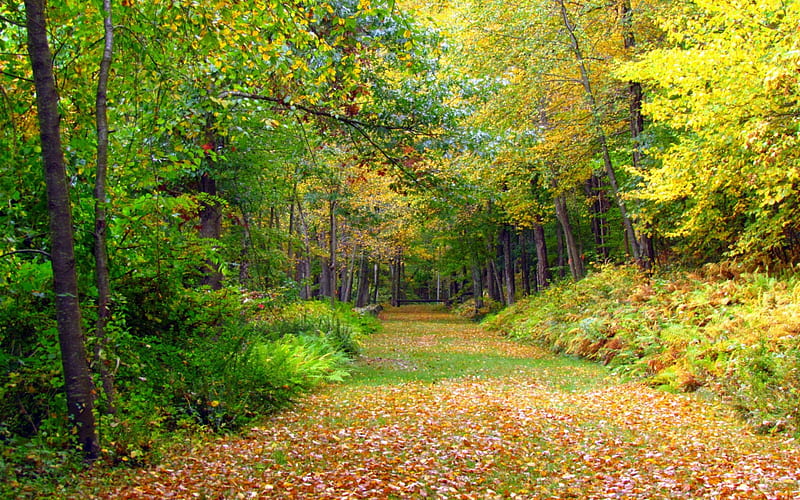 Autumn foliage trees-Landscape, HD wallpaper