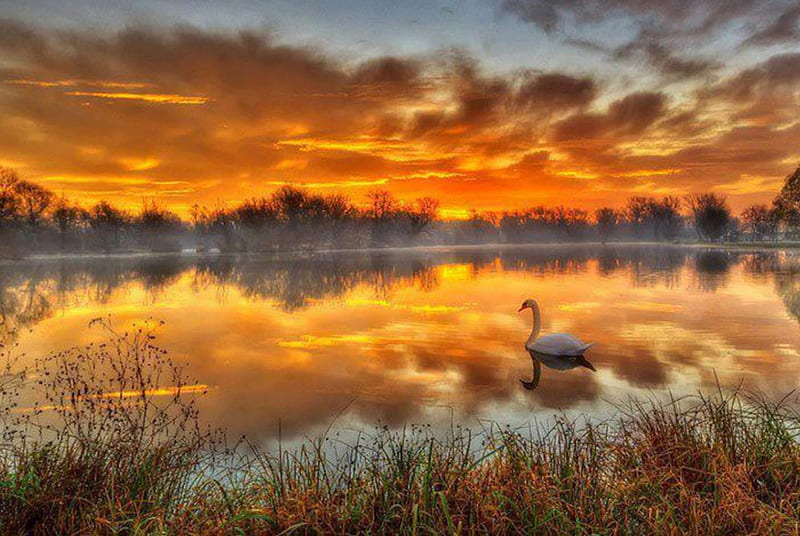 Swan At Lake Reflection, forest, bird, sunset, reflection, trees, swan, lake, animal, HD wallpaper
