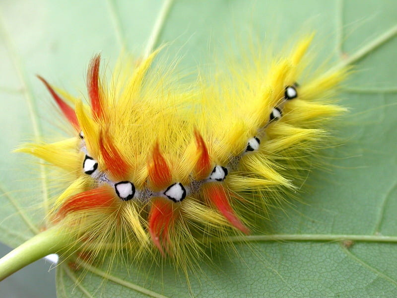 Caterpillar, red, bug, fluffy, insect, yellow, HD wallpaper