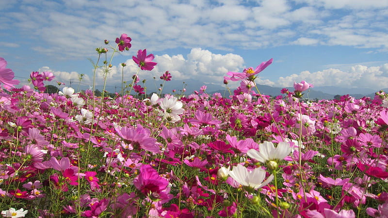 Beautiful cosmos flower field, flower, bonito, colorful, flower field, HD wallpaper