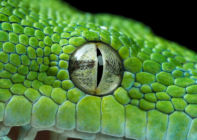 Python, eyes, green, reptile, piton, snake, HD wallpaper
