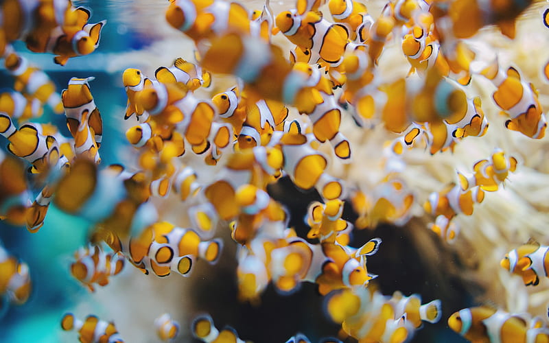 Clownfish, underwater, water, orange, ocean, summer, yellow, sea, peste, HD wallpaper