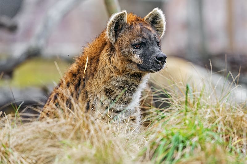 hyena, predator, animal, grass, wildlife, HD wallpaper