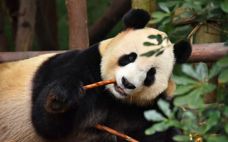 panda, cute animals, panda eats twigs, wildlife, china, pandas, HD wallpaper