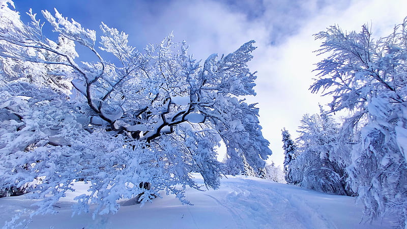 Winter tree @ Blegos, Slovenia, ice, sky, snow, landscape, clouds, HD ...
