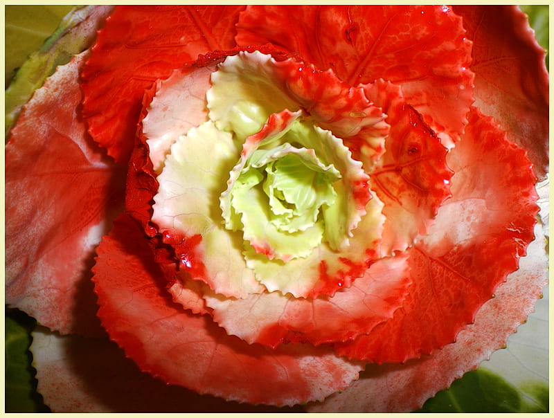 vegetable flower, red, pretty, lovely, nice, green, plants, flowers, nature, vegetables, HD wallpaper